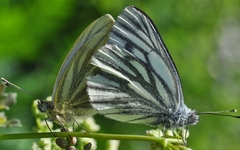 Pieris bryoniae