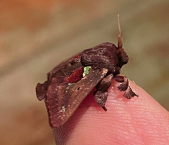 Euclea mesoamericana