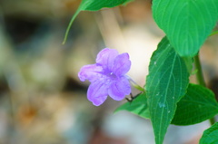 Ruellia breedlovei