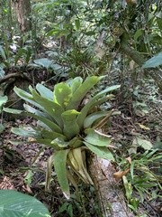 Vriesea gigantea