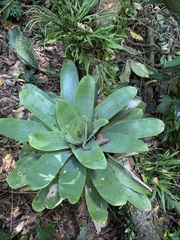Vriesea gigantea