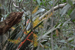 Aechmea ramosa