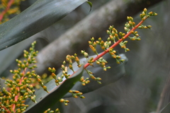 Aechmea ramosa