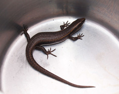 Oligosoma smithi
