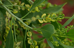 Codonocarpus cotinifolius