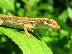 Anolis unilobatus