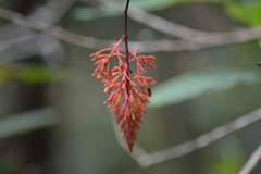 Palicourea padifolia