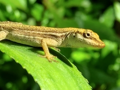 Anolis unilobatus