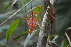 Palicourea padifolia