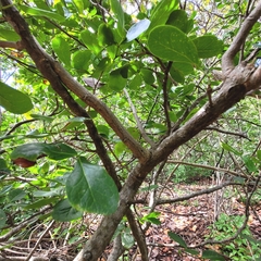 Pithecellobium keyense