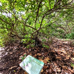 Pithecellobium keyense