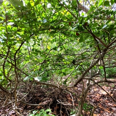 Pithecellobium keyense