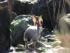 Oryctolagus cuniculus
