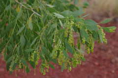 Codonocarpus cotinifolius