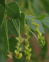 Codonocarpus cotinifolius