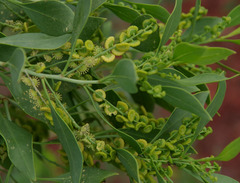 Codonocarpus cotinifolius