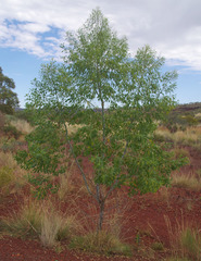 Codonocarpus cotinifolius