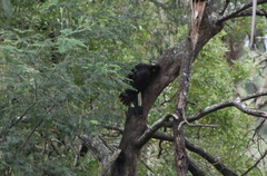 Zanda funerea funerea