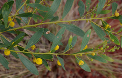 Acacia dictyophleba