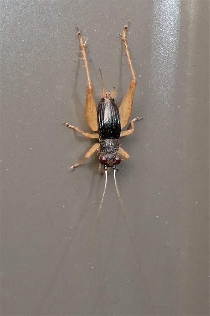 Trigonidium canberrae