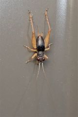 Trigonidium canberrae