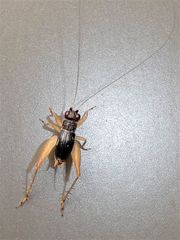 Trigonidium canberrae