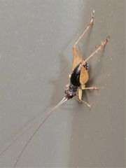 Trigonidium canberrae