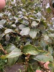 Lithocarpus corneus