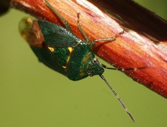 Ditomotarsus punctiventris