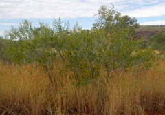 Acacia dictyophleba