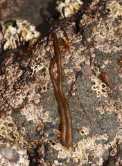 Nemalion elminthoides