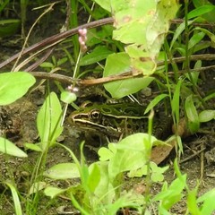 Lithobates pipiens