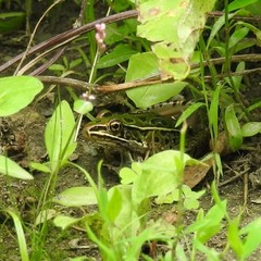 Lithobates pipiens