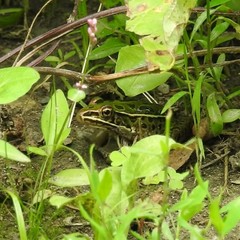 Lithobates pipiens
