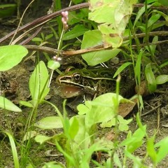 Lithobates pipiens