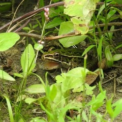 Lithobates pipiens