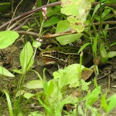 Lithobates pipiens