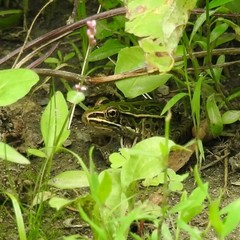 Lithobates pipiens