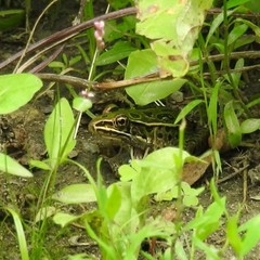 Lithobates pipiens