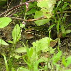 Lithobates pipiens
