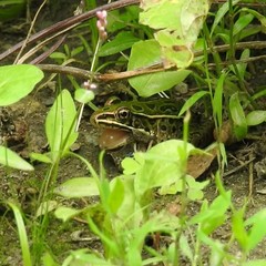 Lithobates pipiens