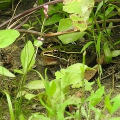 Lithobates pipiens