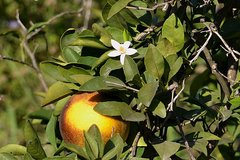 Phyllocoptruta oleivora