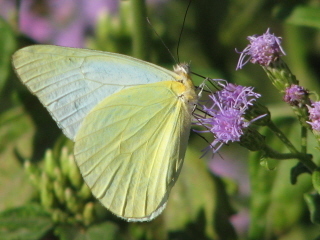 Common Melwhite