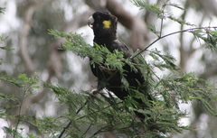 Zanda funerea funerea