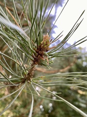 Thecodiplosis piniradiatae