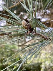 Thecodiplosis piniradiatae