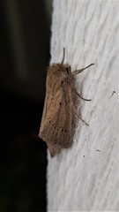 Bathytricha aethalion