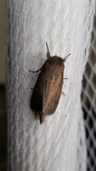 Bathytricha aethalion