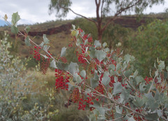 Grevillea wickhamii hispidula